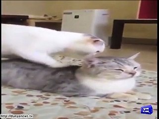 Dunya News- Light stories from all over the world.