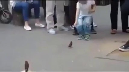 sparrows collect coins