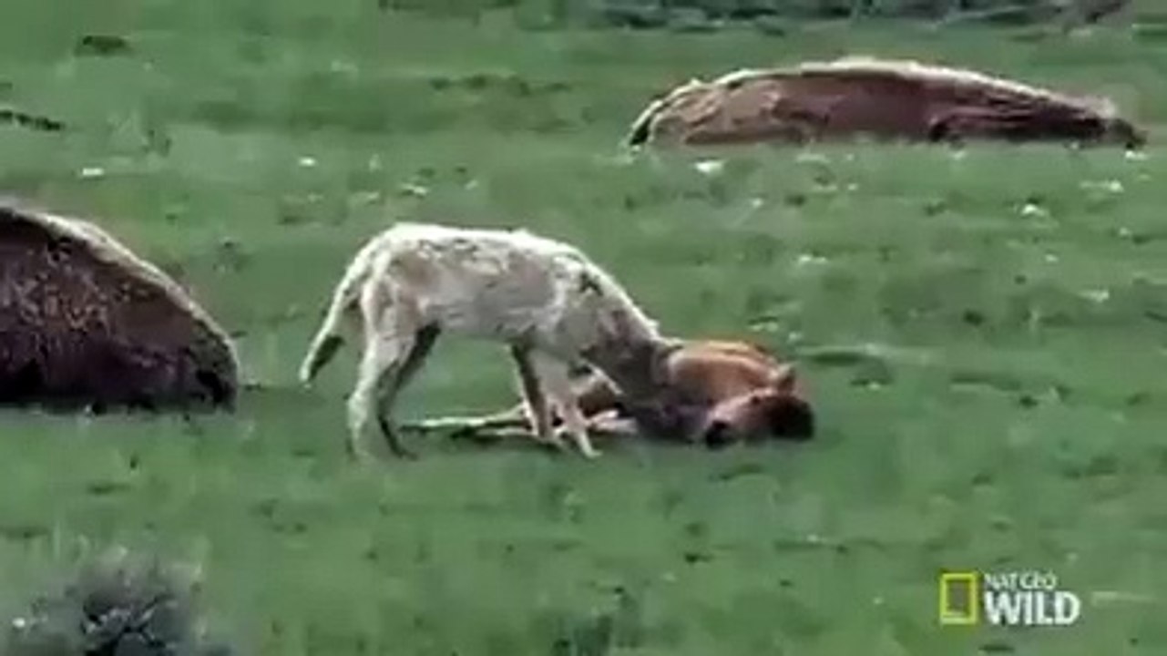 Funny clip by animals