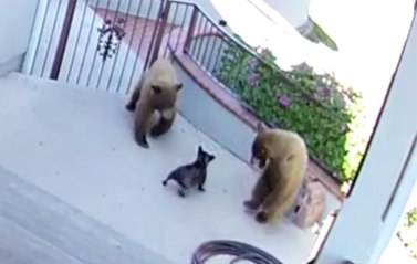 Bears scared away by a 20 pound French Bulldog