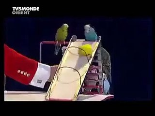Parrots stunt very amazing