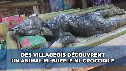 Des villageois découvrent un animal mi-buffle mi-crocodile