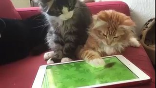 cats funny