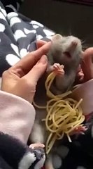 Ce rat qui déguste des spaghetti est vraiment trop mignon