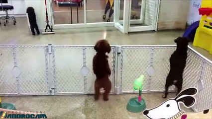 Cute dog dancing to the beat