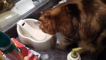 This Cat has a really weird ritual before drinking water!