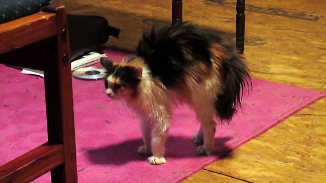 А ты кто такой