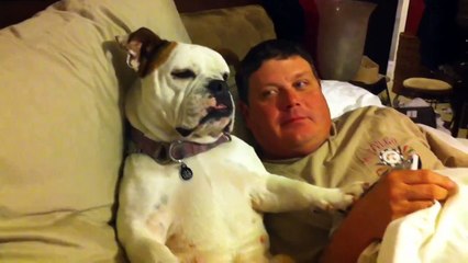 Вечером перед теликом