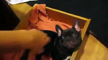 Puppy Doesn't Want To Go To Bed-Prank,Funny,Fun,Comedy