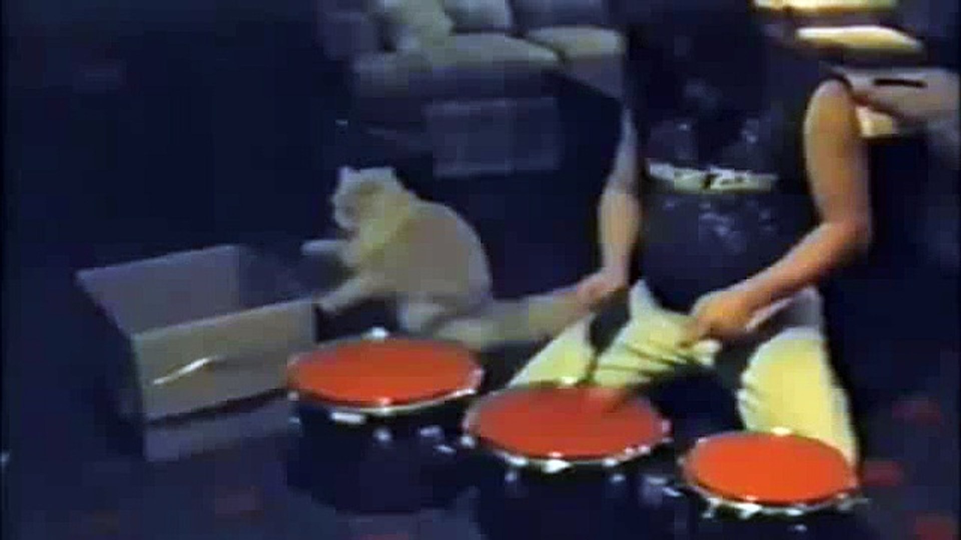 Drummer Cat! Le chat qui fait de la batterie avec son maitre! Duo de  feu.... - Vidéo Dailymotion