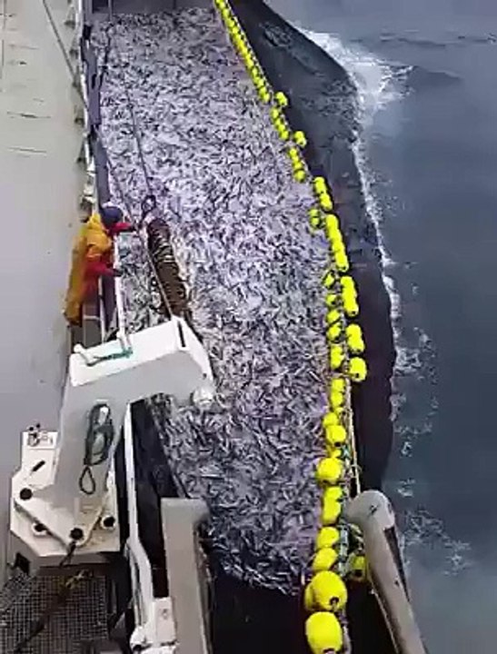 Subhan Allah a man caught alot of fishes