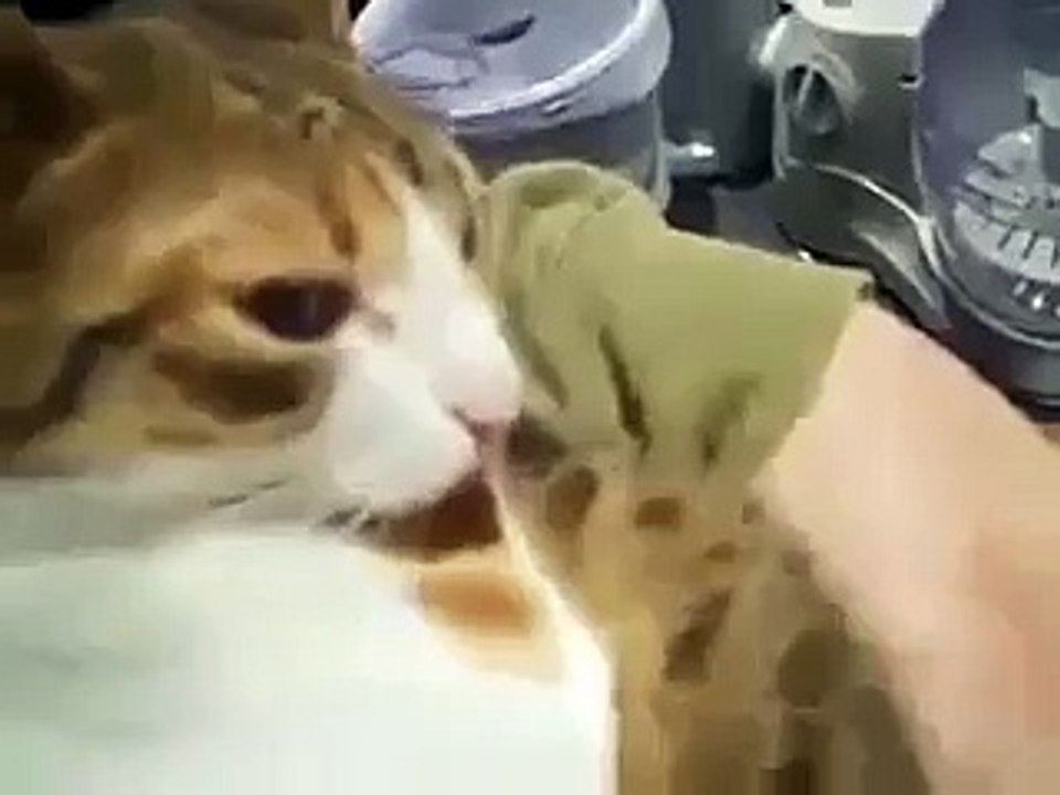 cat saying mama