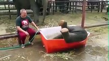 Funny Baby Elephant Taking a Bath