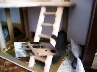 Эти смешные кошки - шотландские котята