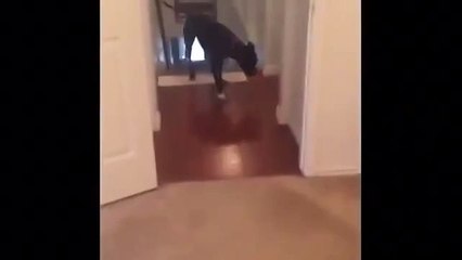 Собака, которая боится проходить через дверные проемы нашла способ