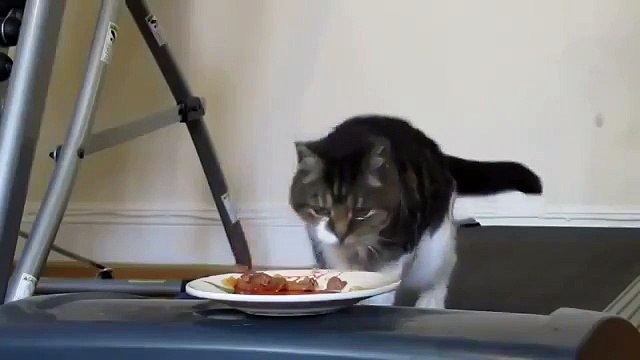 У вас жирный кот Есть решение