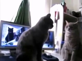 Коты играют в ладушки