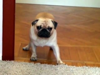 Мопс-лунатик