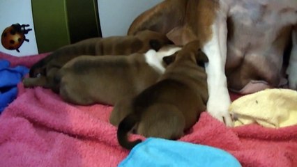 18ème  vidéo La maman et ses chiots de STAFFORDLAND