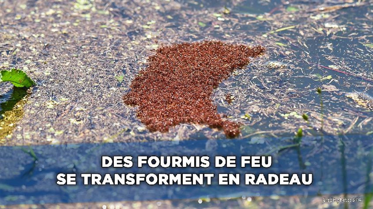 Des fourmis de feu échappent aux inondations en se transformant en radeau