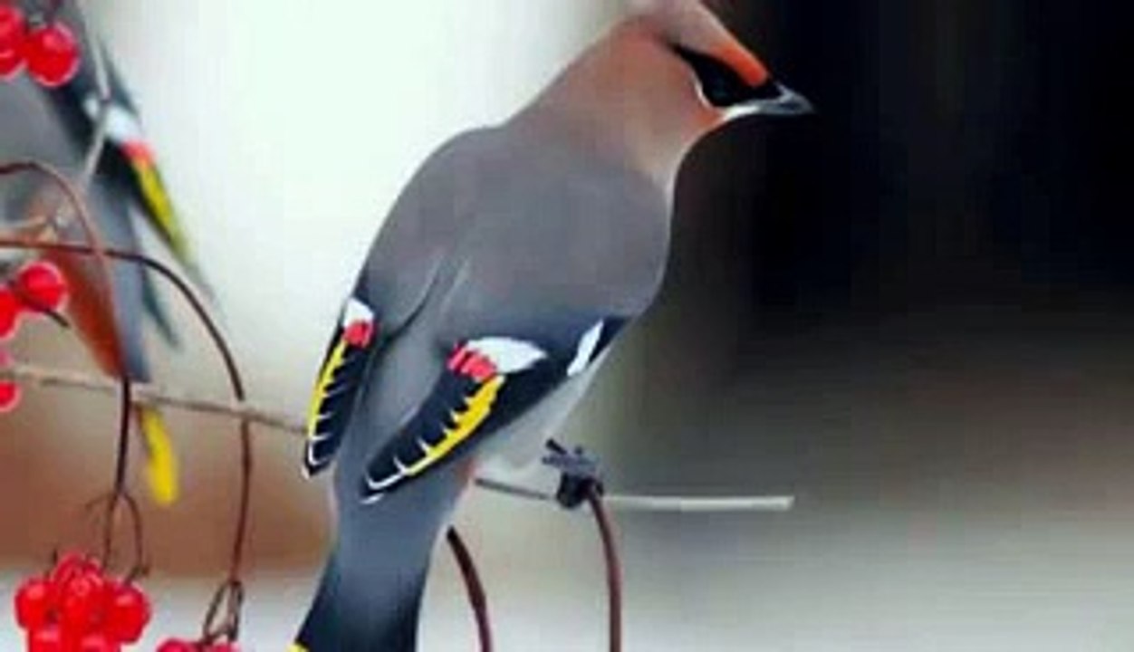 See The Cute & Beautiful Birds in The World HD - Video Dailymotion