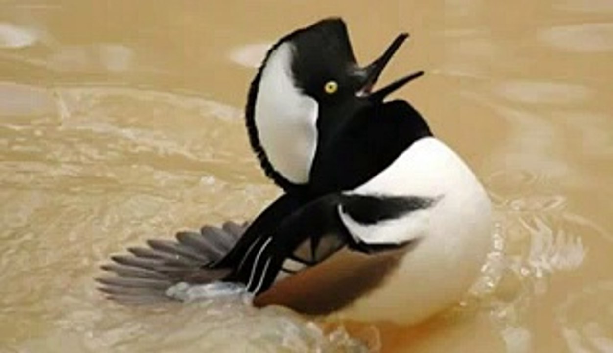 See The Cute & Beautiful Birds in The World HD - Video Dailymotion_2