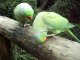 Talking Parrot - Parrots Talk