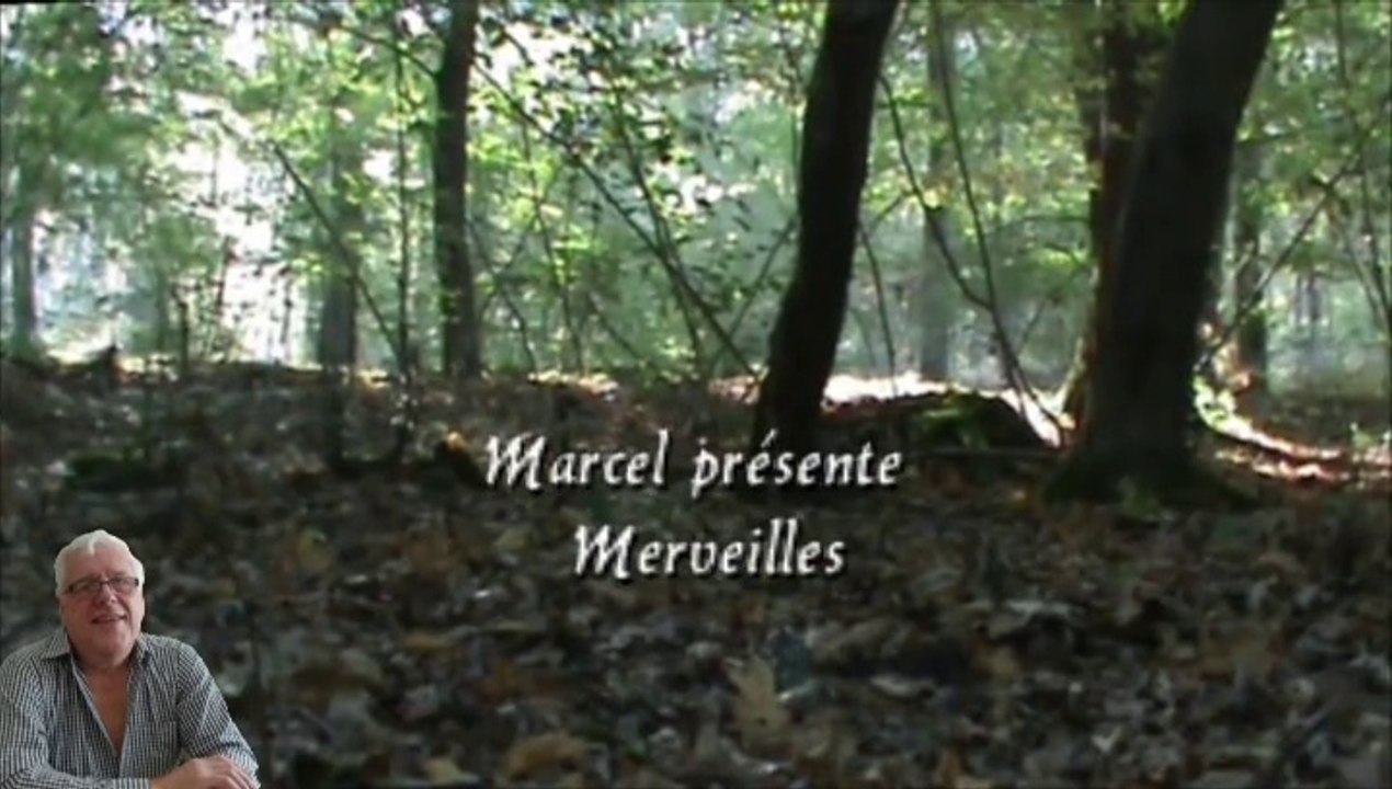 Merveilles