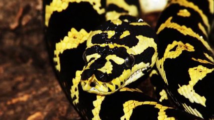Python nearly kills US pet store worker