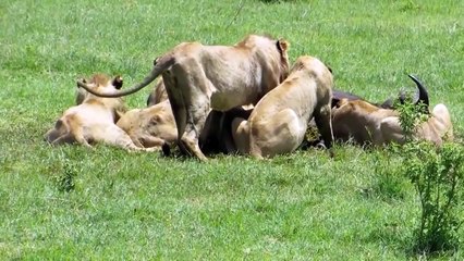 animal attack compilation HD ll 2015 Dramatic ATTACK leon against buffulo
