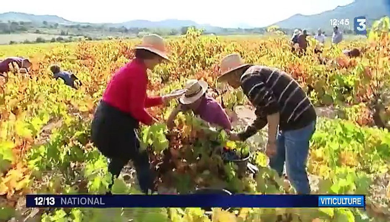 Languedoc-Roussillon : des vendanges réalisées par des non-voyants