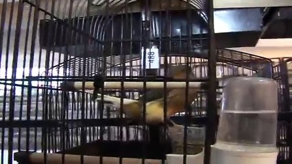 A Caltanissetta 18esima esposizione ornitologica nazionale