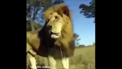 Animal attack HD ll 2015 Biggest wild animal fights 2015 HD ll PART 2 ✔! Who Win