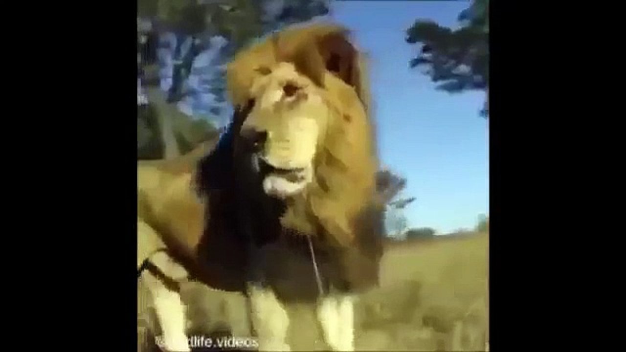 Animal attack HD ll 2015 Biggest wild animal fights 2015 HD ll PART 2 ✔! Who Win