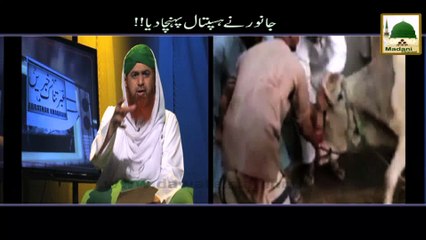 Janwar Nay Hospital Pohoncha Dia!! - Ibratnak Khabrain - Haji Imran Attari