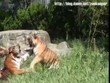 Brawling Tigers: Siberian Amur vs. Indian Bengal