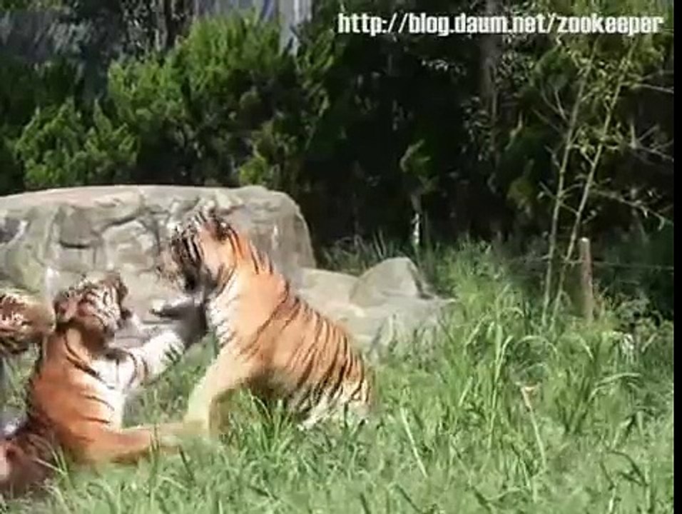 Brawling tigers: siberian amur vs. indian bengal