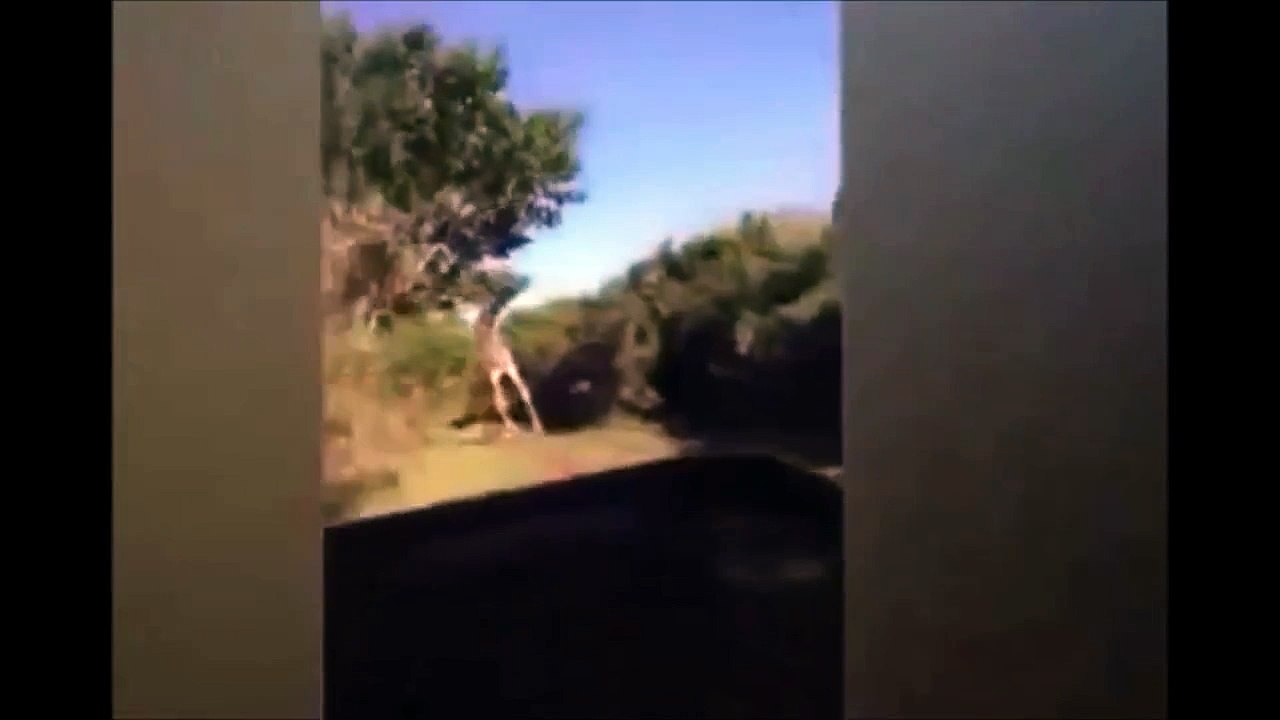 When animal attack human ,rhino, elephant attack funny compilation HD ll 2015