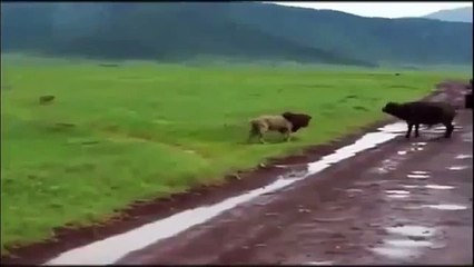 Lion Attack Buffalo BUT See what Happened...HD ll 2015