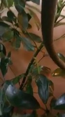 Vous avez déjà vue un bébé caméléon naître ?