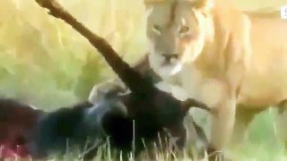 Animal Planet 2015 Discovery Channel Wildlife Animals Lion Documentary