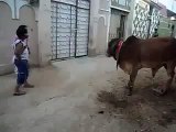 Funny Animals - cow get drunk, Funny Videos