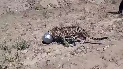 This Leopard in Rajasthan Found Itself in a Tight S'pot'