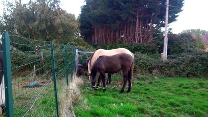 Poulains en folie du soir, bonsoir!