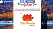 Company will ship you leaves so you can experience fall foliage