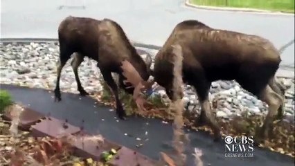 Two moose duke it out in Alaska neighborhood