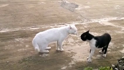 Funny fight between two cats! Watch this