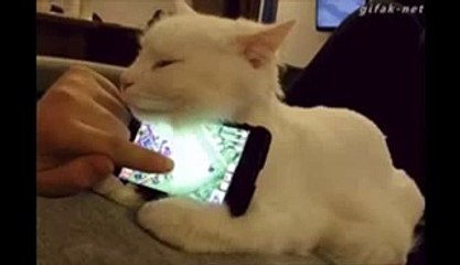 Cats you will fall in love with in under 3 seconds