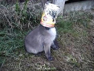 Il Riconoscimento Della Piccola Volpe Salvata