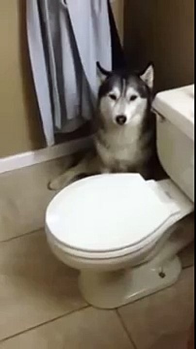 Il Suo Cane Piange E Si Nasconde... Quando Capirete Il Motivo Non Potrete Non Sorridere